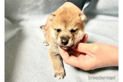 成約済の奈良県の柴犬-171211の3枚目