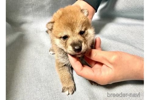 成約済の奈良県の柴犬-171211の2枚目