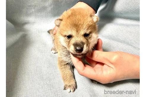 成約済の奈良県の柴犬-171211の1枚目
