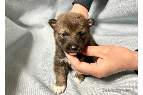 成約済の奈良県の柴犬-171212の4枚目