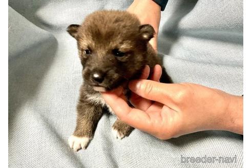 成約済の奈良県の柴犬-171212の3枚目