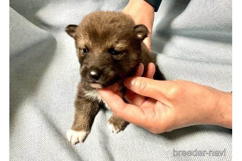 成約済の奈良県の柴犬-171212の2枚目