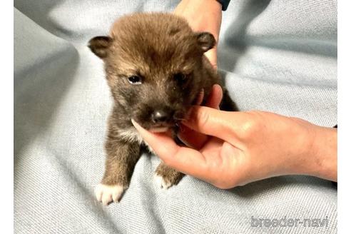 成約済の奈良県の柴犬-171212の1枚目