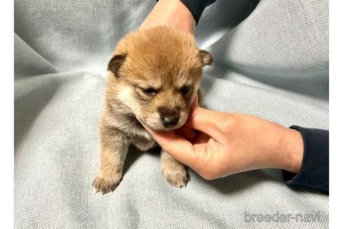 成約済の奈良県の柴犬-171213の5枚目