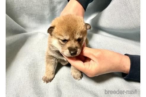成約済の奈良県の柴犬-171213の4枚目