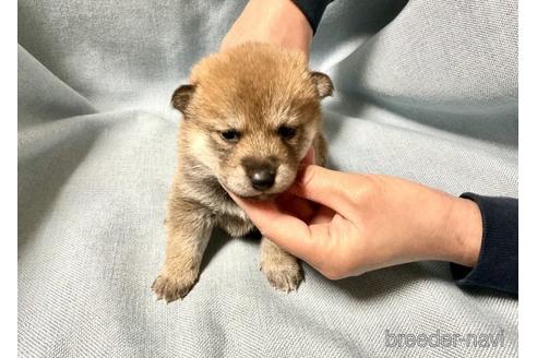 成約済の奈良県の柴犬-171213の3枚目