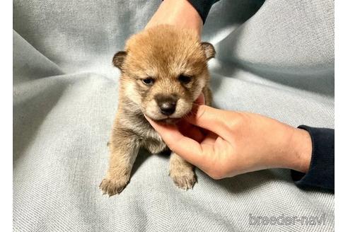 成約済の奈良県の柴犬-171213の2枚目