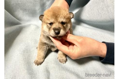 成約済の奈良県の柴犬-171213の1枚目