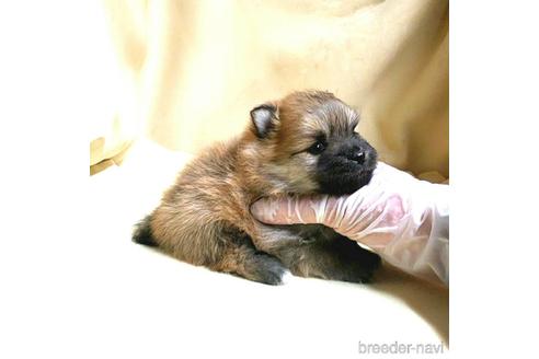 成約済の茨城県のポメラニアン-170076の10枚目