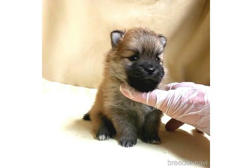 成約済の茨城県のポメラニアン-170076の9枚目