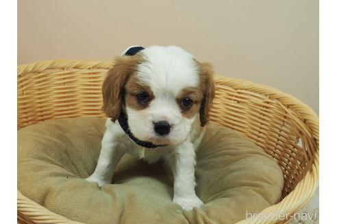 成約済の埼玉県のキャバリアキングチャールズスパニエル-169048の2枚目