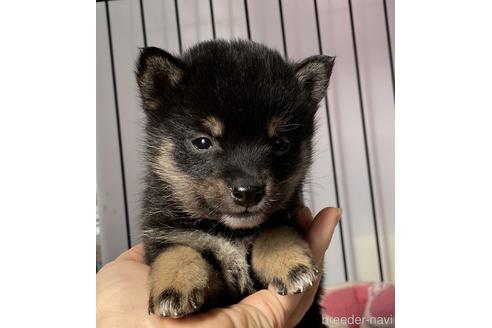 成約済の岡山県の豆柴-166569