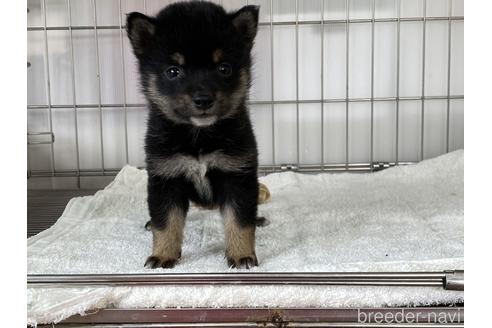 成約済の岡山県の豆柴-166569の5枚目