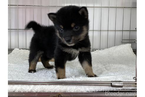 成約済の岡山県の豆柴-166569の4枚目