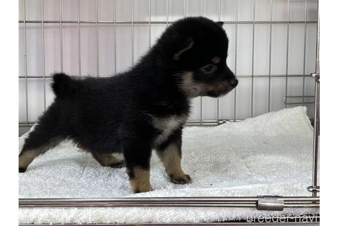 成約済の岡山県の豆柴-166569の3枚目