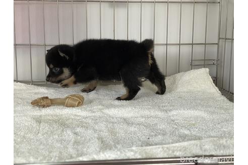 成約済の岡山県の豆柴-166569の2枚目