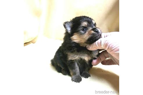 成約済の茨城県のポメラニアン-171216の7枚目