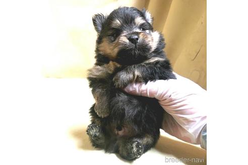 成約済の茨城県のポメラニアン-171216の6枚目