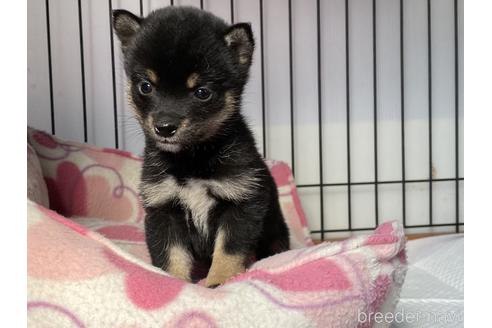 成約済の岡山県の豆柴-166570