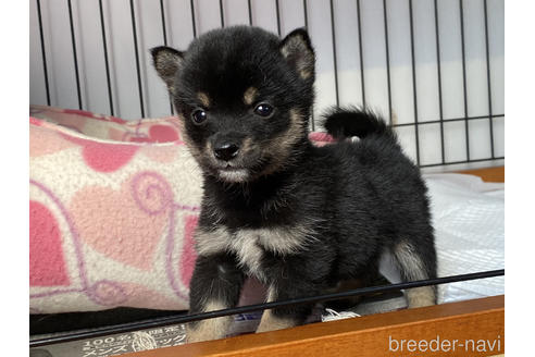 成約済の岡山県の豆柴-166570の5枚目