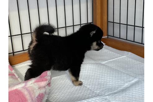 成約済の岡山県の豆柴-166570の4枚目