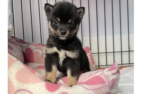 成約済の岡山県の豆柴-166570の3枚目