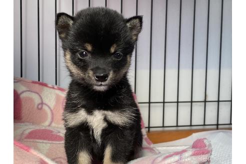 成約済の岡山県の豆柴-166570の2枚目