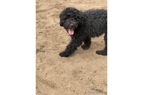 成約済の東京都のその他の犬種-160723の13枚目