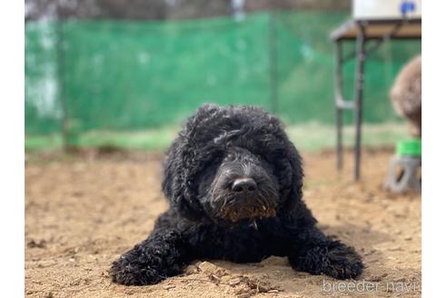 成約済の東京都のミックス犬-168077の4枚目