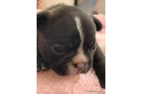 成約済の埼玉県のフレンチブルドッグ-171235の1枚目