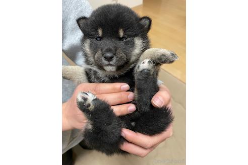 成約済の岡山県の柴犬-170199の1枚目