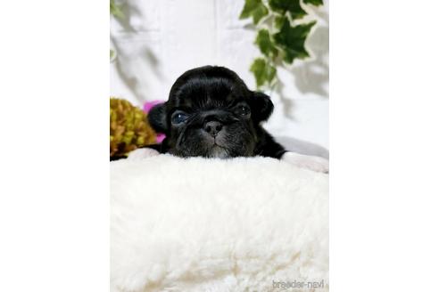 成約済の埼玉県のペキニーズ-169347の1枚目