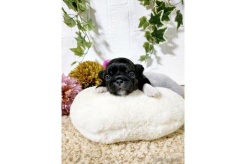 成約済の埼玉県のペキニーズ-169347の4枚目