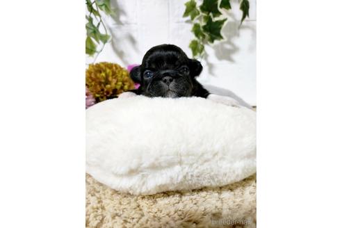 成約済の埼玉県のペキニーズ-169347の3枚目