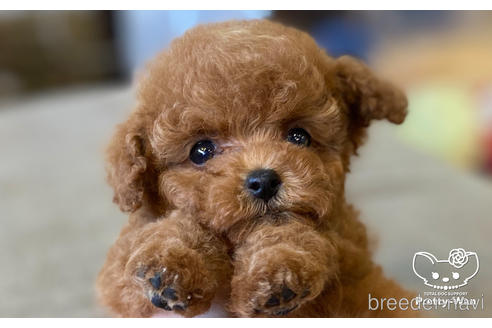 成約済の愛知県のティーカッププードル-171268の1枚目