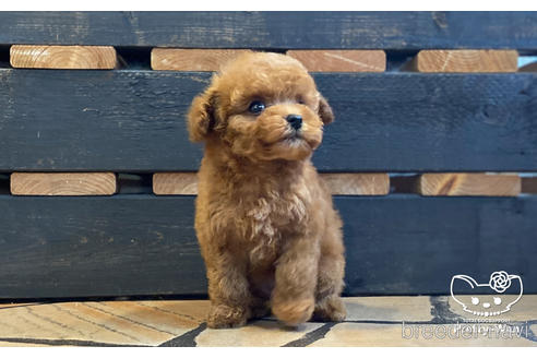 成約済の愛知県のティーカッププードル-171268の2枚目