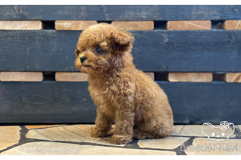 成約済の愛知県のティーカッププードル-171268の3枚目