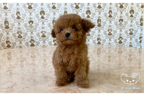 成約済の愛知県のティーカッププードル-171268の4枚目