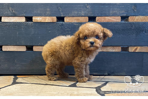 成約済の愛知県のティーカッププードル-171268の5枚目