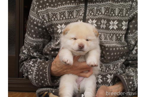 成約済の三重県の柴犬-170293の1枚目