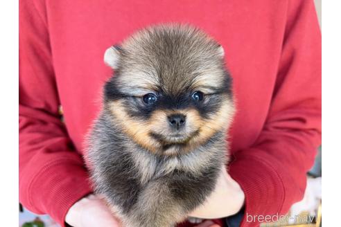 成約済の岐阜県のポメラニアン-168851の4枚目