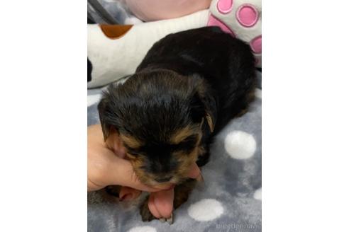 成約済の愛媛県のヨークシャーテリア-171282の4枚目
