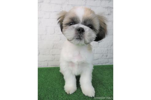 成約済の大阪府のシーズー-163592の5枚目