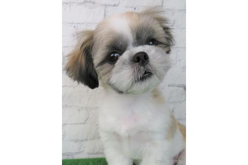 成約済の大阪府のシーズー-163592の4枚目