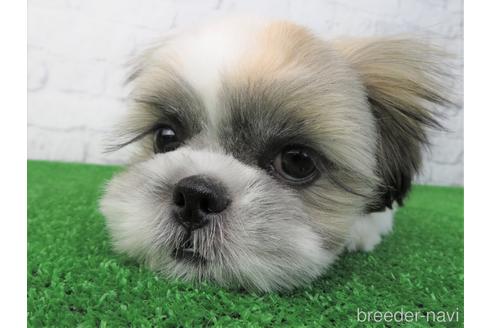 成約済の大阪府のシーズー-163592の3枚目