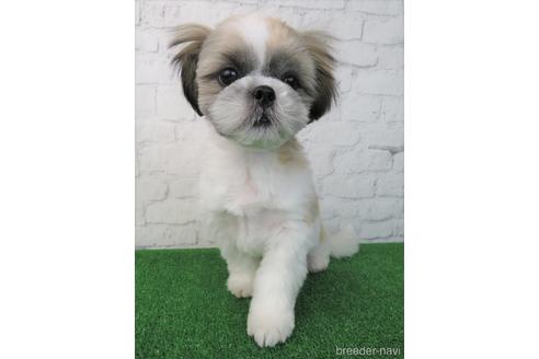 成約済の大阪府のシーズー-163592の2枚目