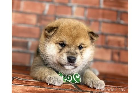 成約済の福岡県の豆柴-169489の4枚目