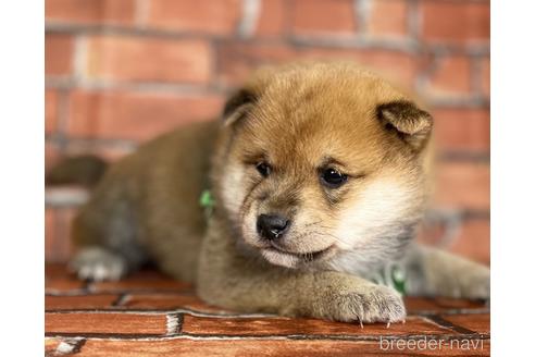 成約済の福岡県の豆柴-169489の5枚目