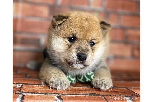 成約済の福岡県の豆柴-169489の6枚目