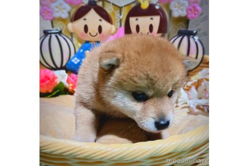 成約済の千葉県の柴犬-166414の2枚目